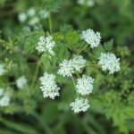 Common Weeds in Iowa: How to Identify Them 