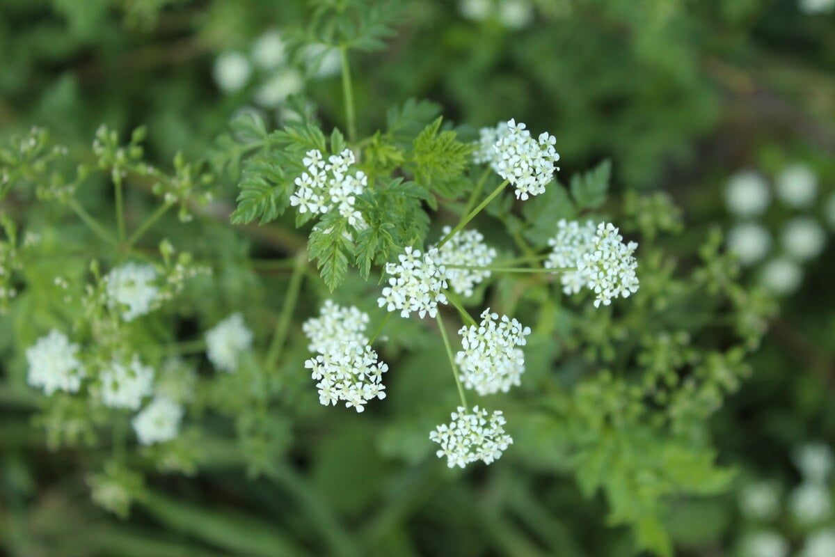 closeup of poison hemlock plant