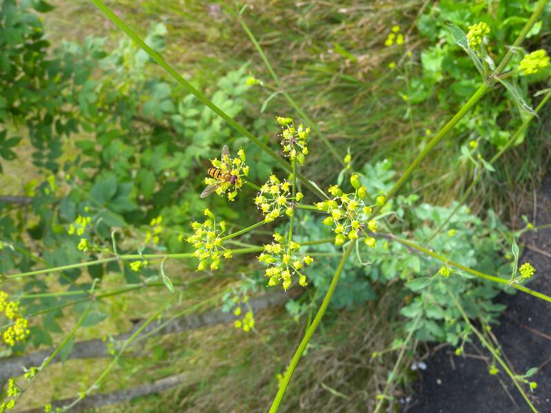 closeup of wild parsnip plant