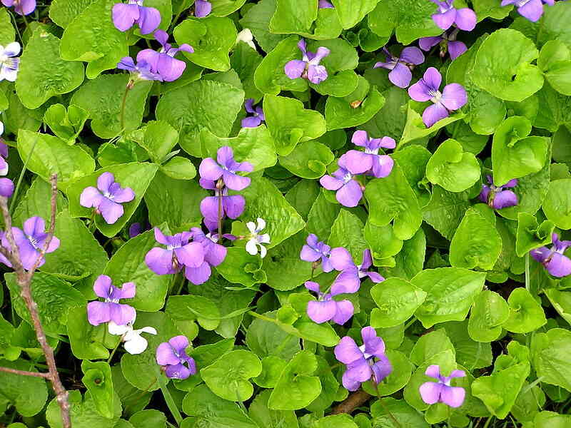 carpet of wild violets