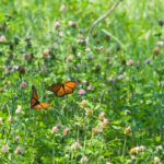 Pros and Cons of Clover Lawns in Northern California
