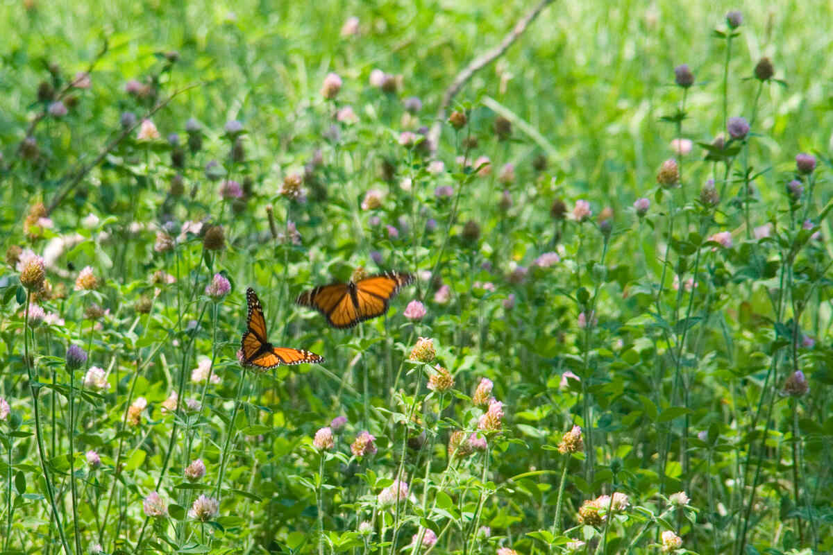 Two butterflies in a clover lawn