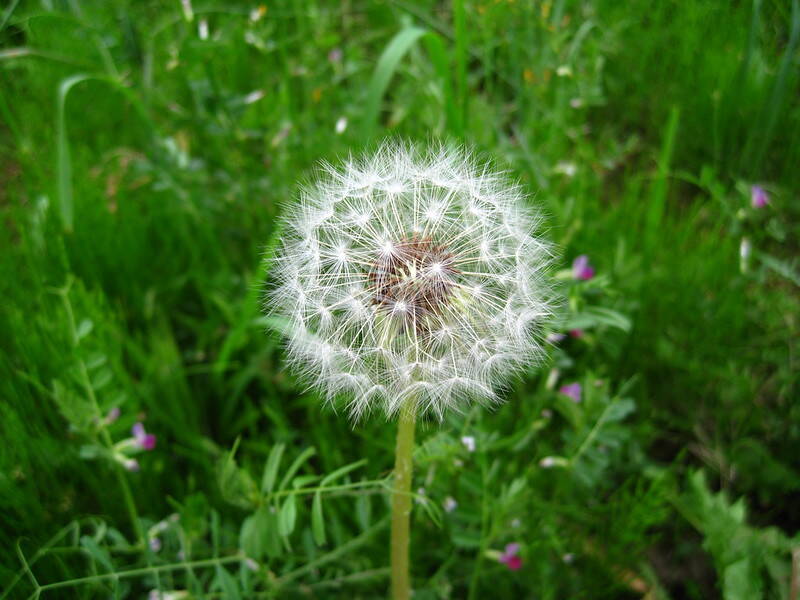 Closeup of a white dandelion