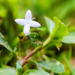 What Does Virginia Buttonweed Look Like?