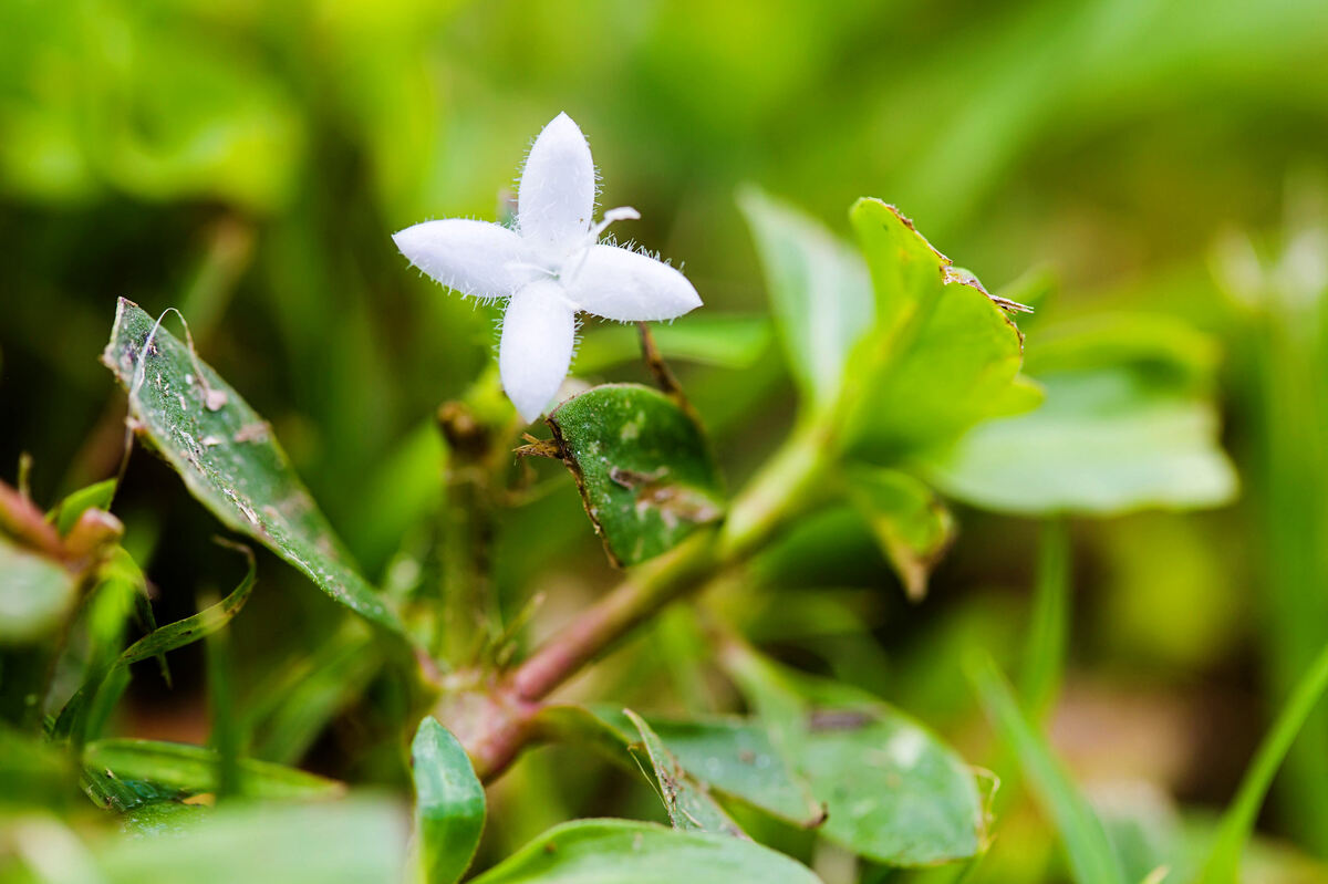 closeup of Virginia buttonweed (Diodia virginiana)