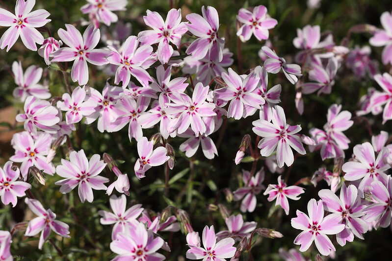 White and pink flowers of Moss Phlox