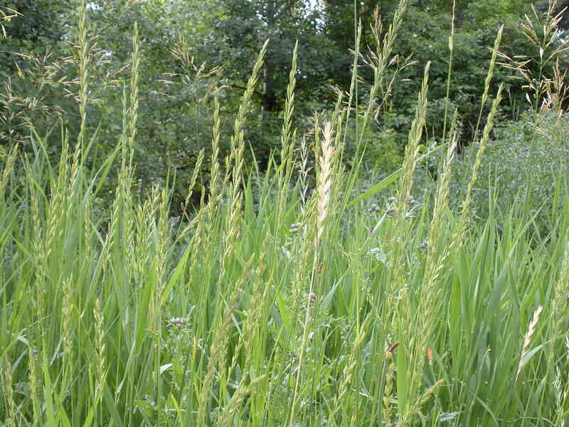 Quackgrass