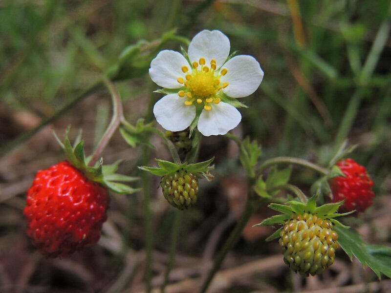 Woodland strawberry fruits and a flower