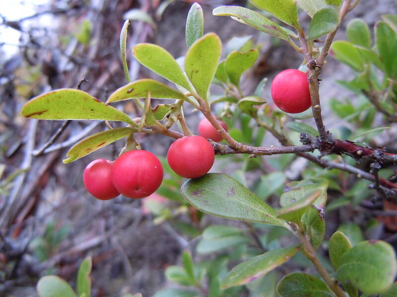Red bearberry fruits on a branch