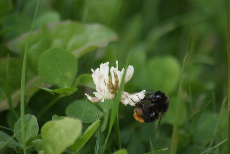 Bee on a clover