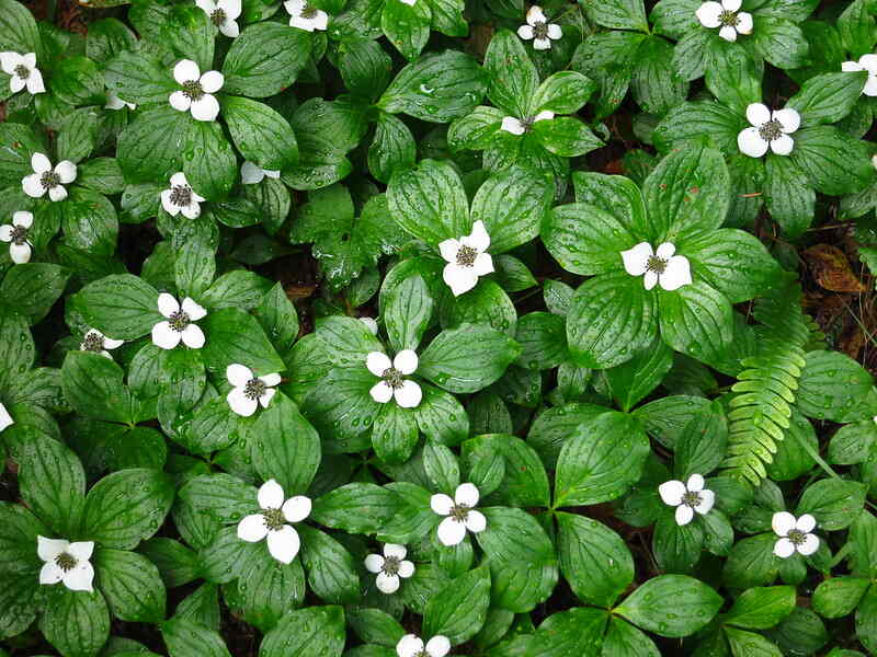 White bunchberry flowers