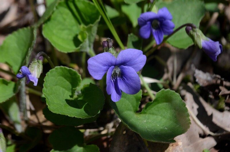Common blue violet flowers