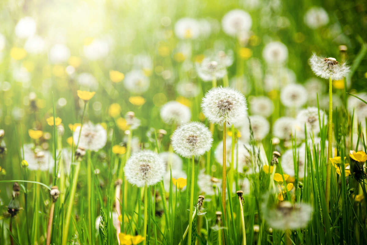 Dandelions in grass