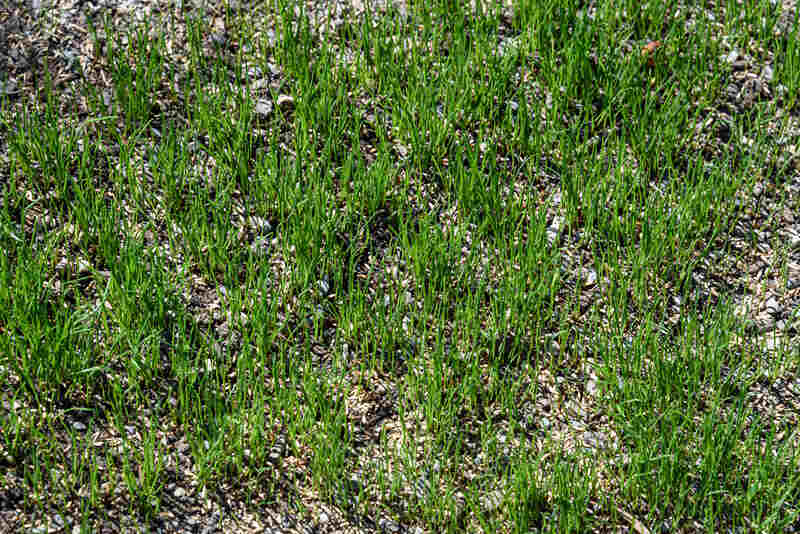 Closeup of reseeded lawn