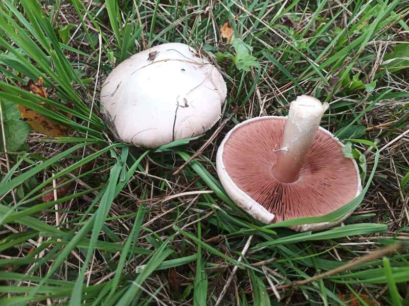 Two meadow mushrooms in a yard, one right side up and the other upside down
