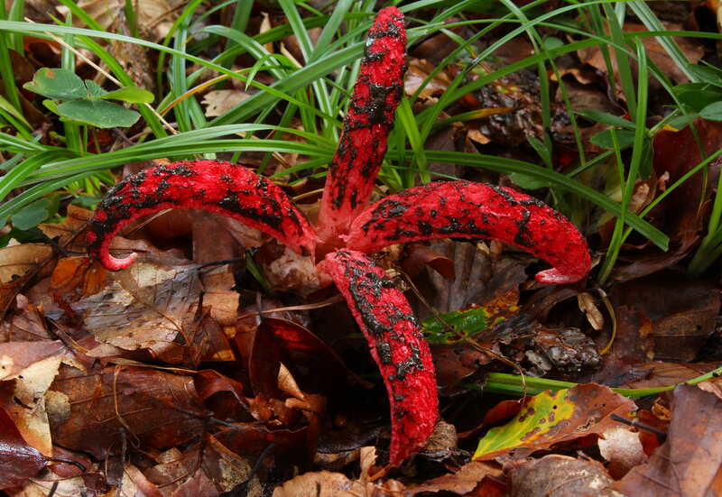 closeup of octopus stinkhorn mushroom