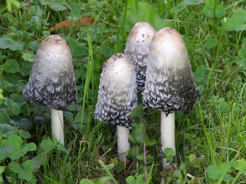Shaggy Ink Cap