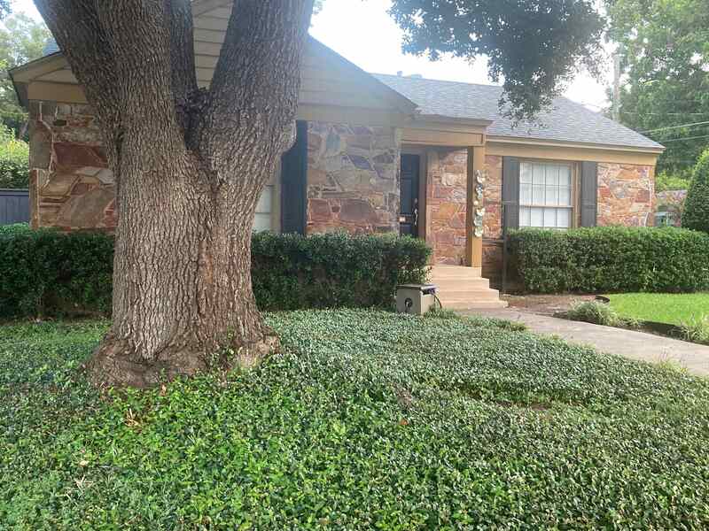 Ground cover in the lawn of a house