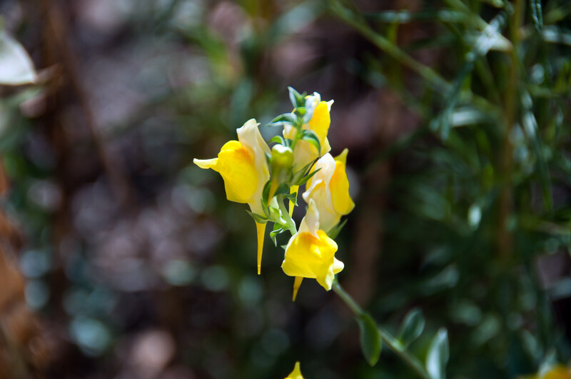 closeup of dalmatian toadflax plant