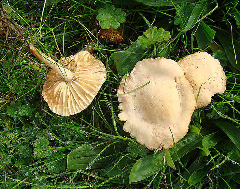 Fairy Rings on grass