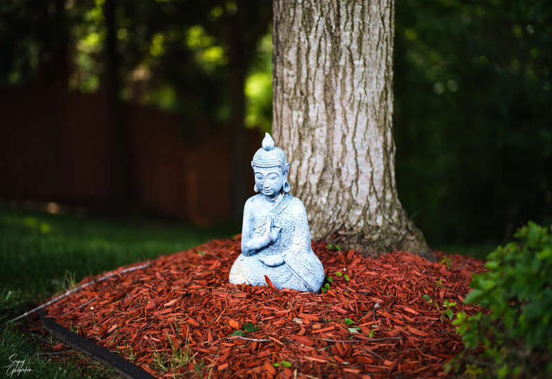 Wood chip mulch around a tree with a Buddha statue on it