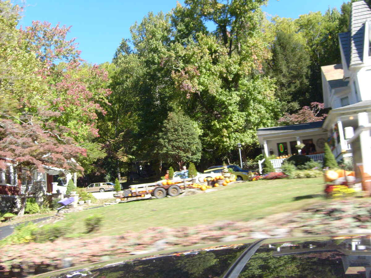 A lawn with pumpkins surrounded by trees changing colors in North Carolina