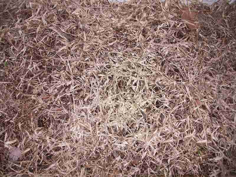 brown dead grass