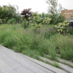 6 Alternatives to Lawns in New York