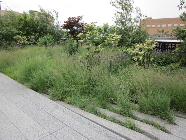 Prairie dropseed in the High Line park in New York City