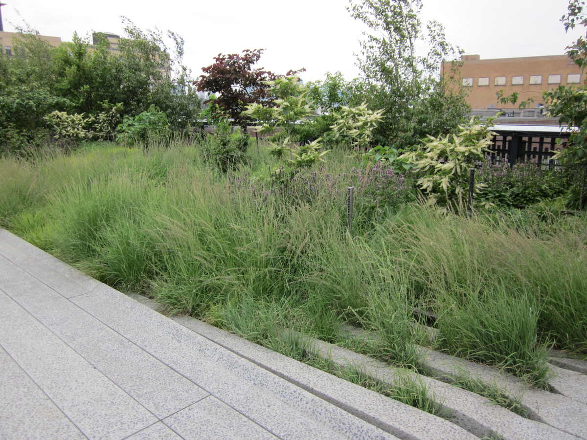 Prairie dropseed in the High Line park in New York City