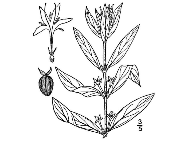 A drawn diagram of Virginia buttonweed