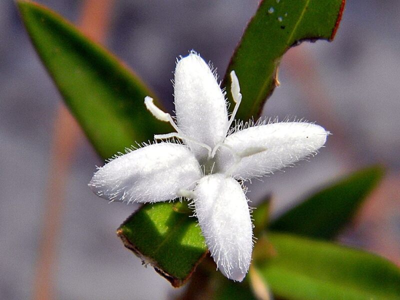 Closeup of a white Virginia buttonweed flower