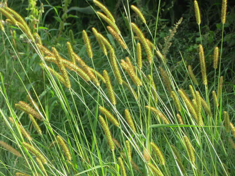 Yellow foxtails mixed with grass