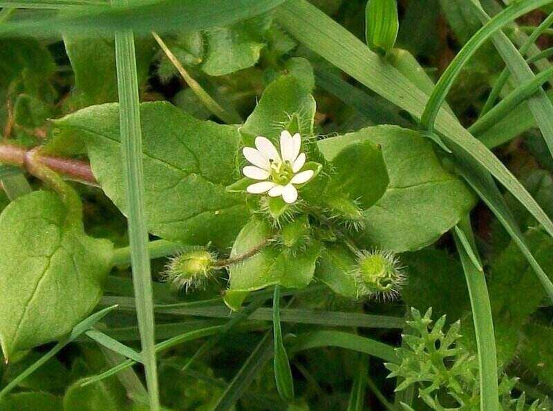 close-up of a small white flower from common chickweed