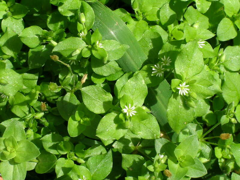 common chickweed