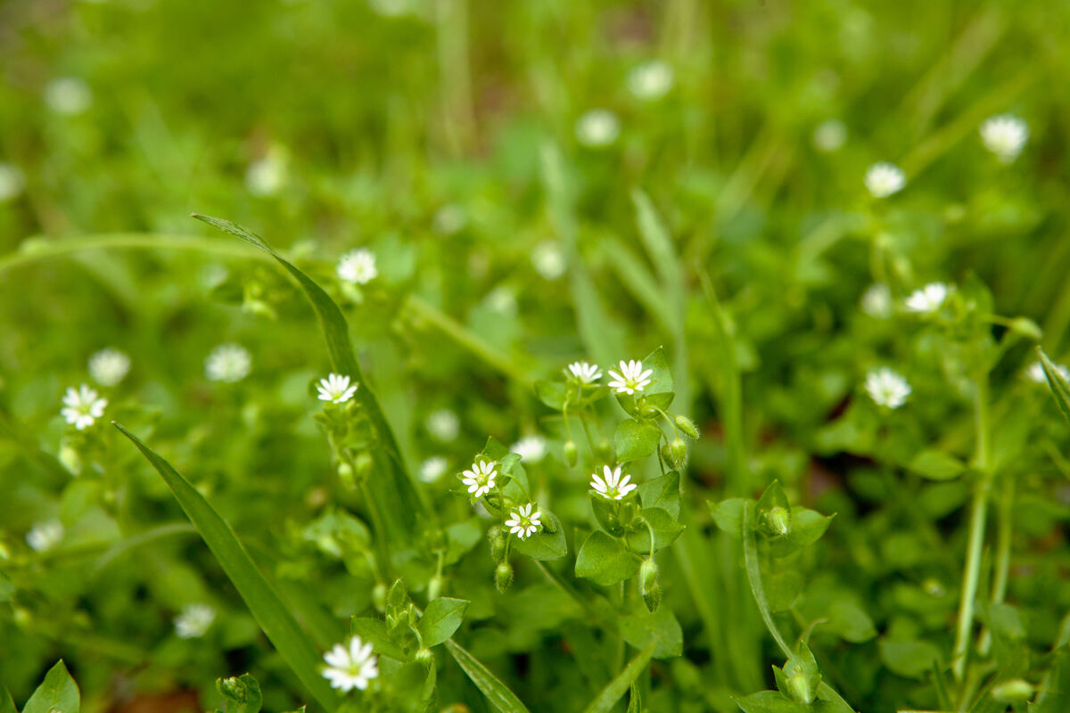 closeup of chickweed flowers