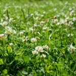 Should You Grow a Clover Lawn in Michigan?