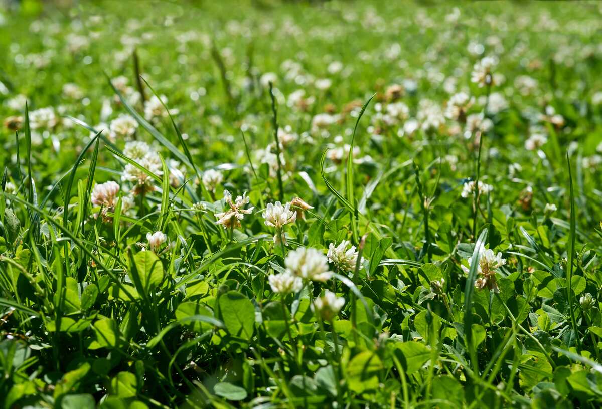 clover in a meadow