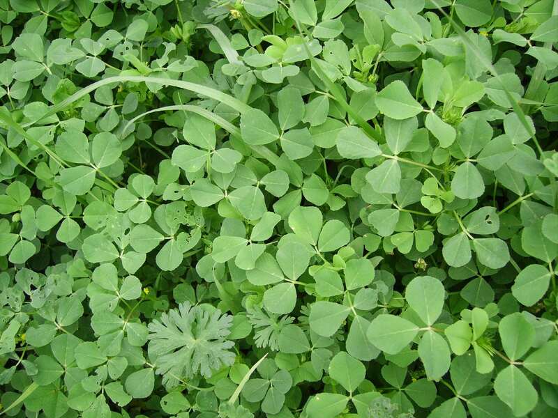 clump of clovers in a yard