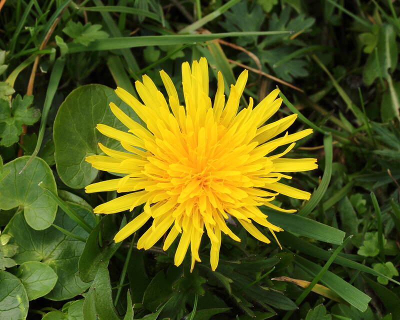 closeup of common dandelion