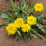 9 Common Weeds in Idaho Lawns
