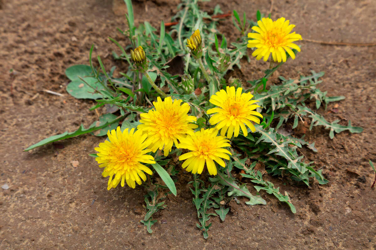 closeup of dandelion flowers