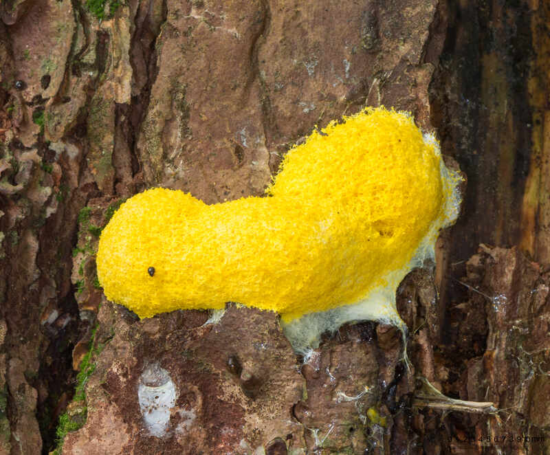 closeup of dog vomit mushroom
