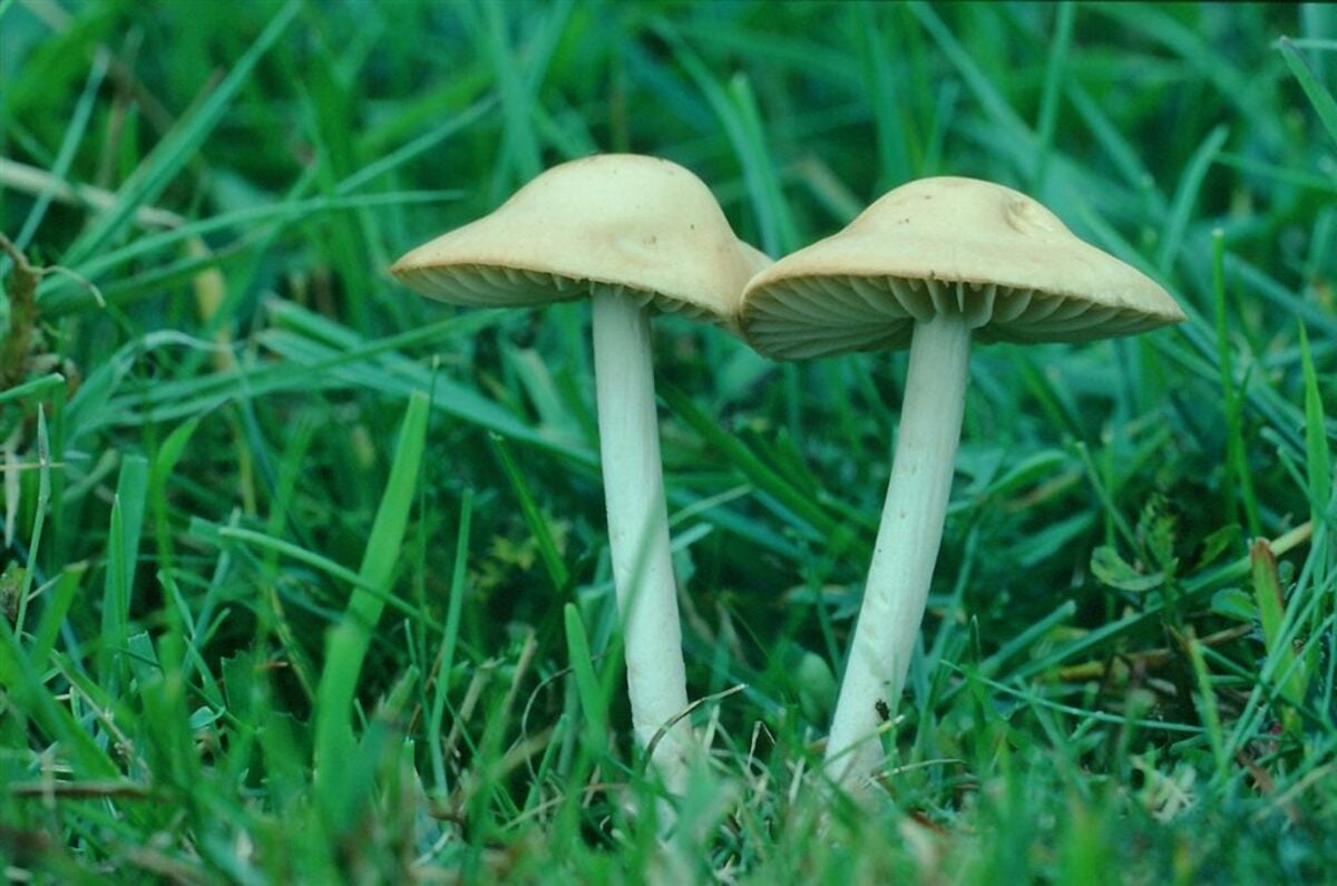 closeup of fairy ring mushroom