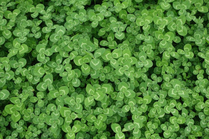 Clover lawn