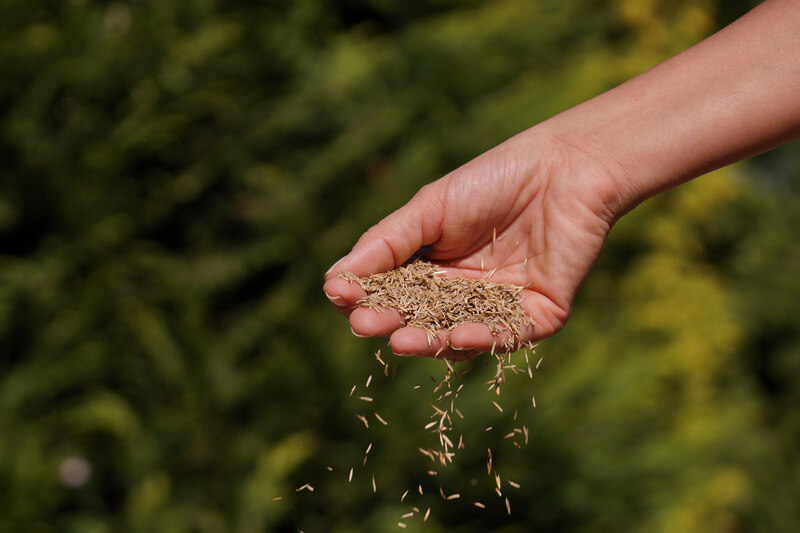 person spreading grass seeds