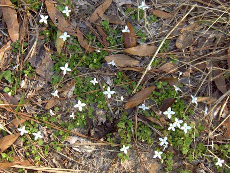 Virginia buttonweed growing on the ground among leaves and pine needles