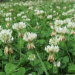 15 Common Lawn Weeds in South Carolina
