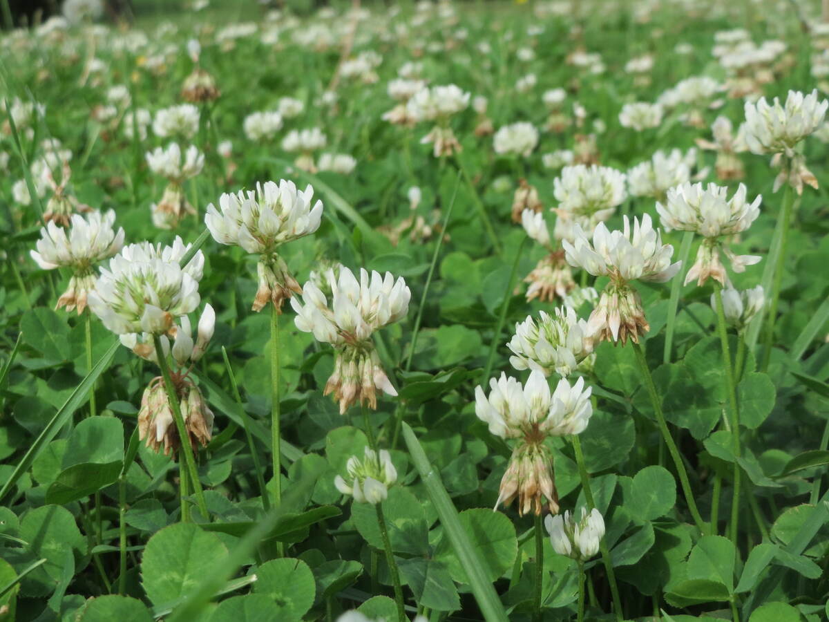 closeup of white clover plant