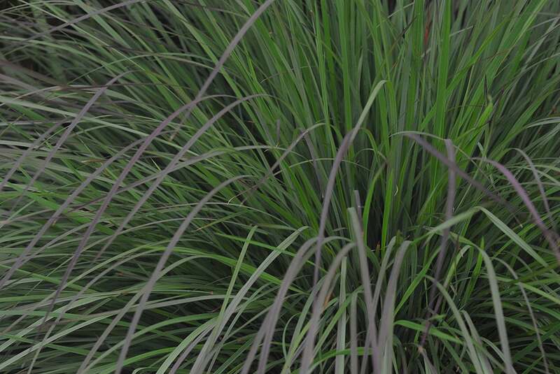 little bluestem (Schizachyrium scoparium) ornamental grass